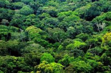 Déforestation  : Le Gabon, récompensé pour ses efforts