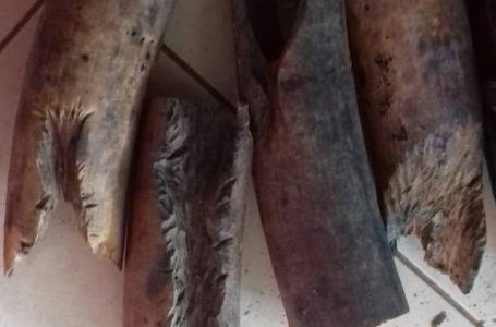 Gabon : Trois trafiquants d’ivoire arrêtés à Makokou